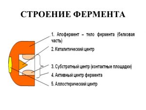 fermenty2