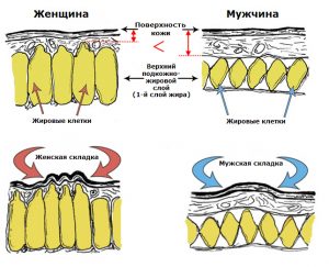 cellyuit2